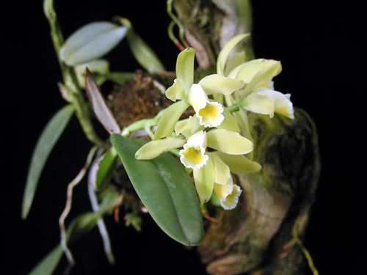 Cattleya luteola