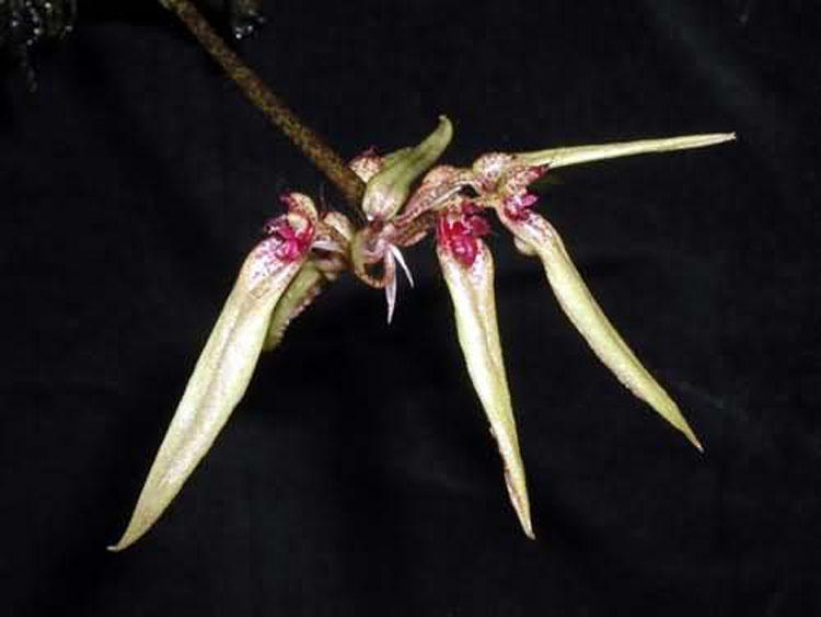 Cirrhopetalum pseudopicturatum garay