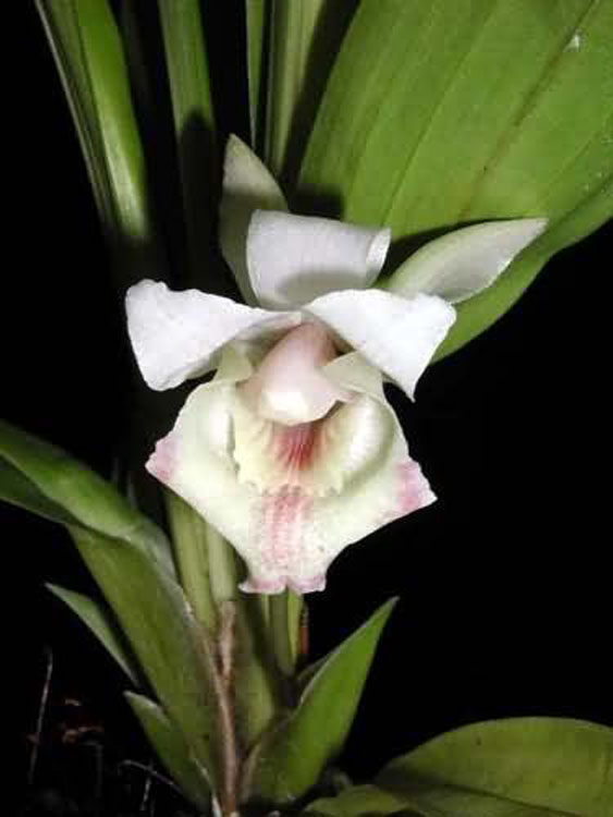 Cochleanthes ionoleuca
