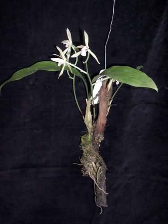 Cymbidium lancifolium 1
