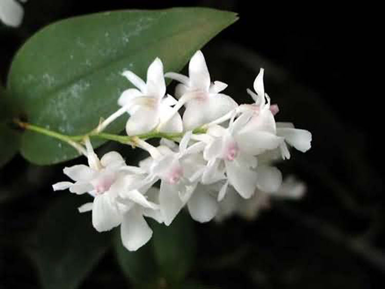 Dendrobium aberans 1