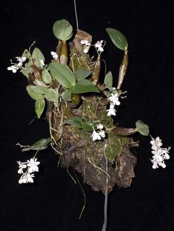 Dendrobium aberans