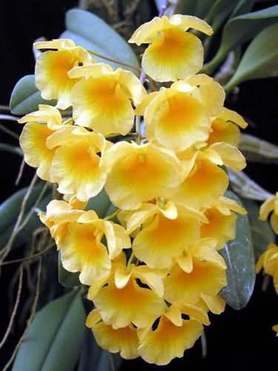 Dendrobium aggregatum 3