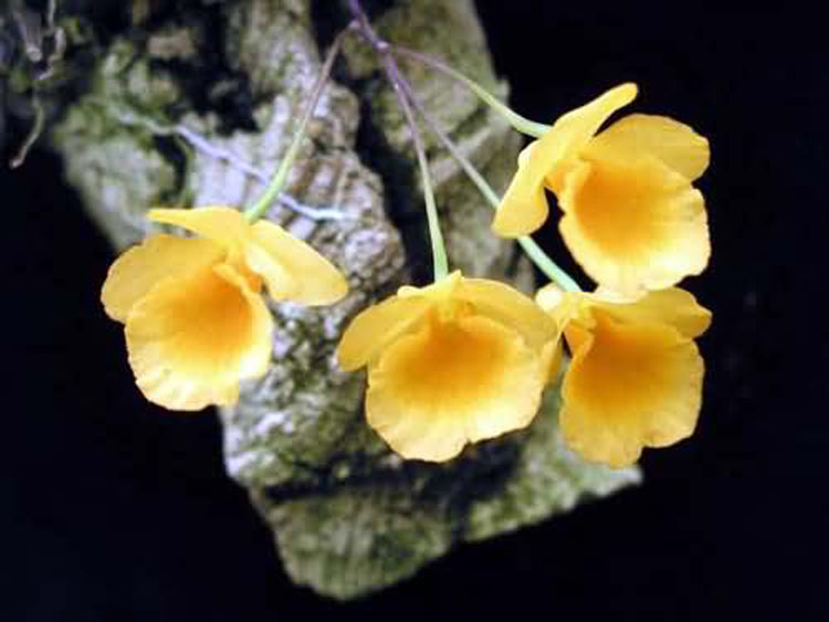 Dendrobium aggregatum var. jenkinsii 1
