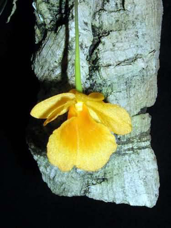 Dendrobium aggregatum var. jenkinsii