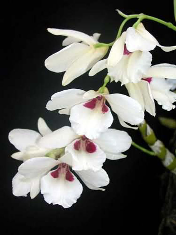 Dendrobium albosanguineum 2