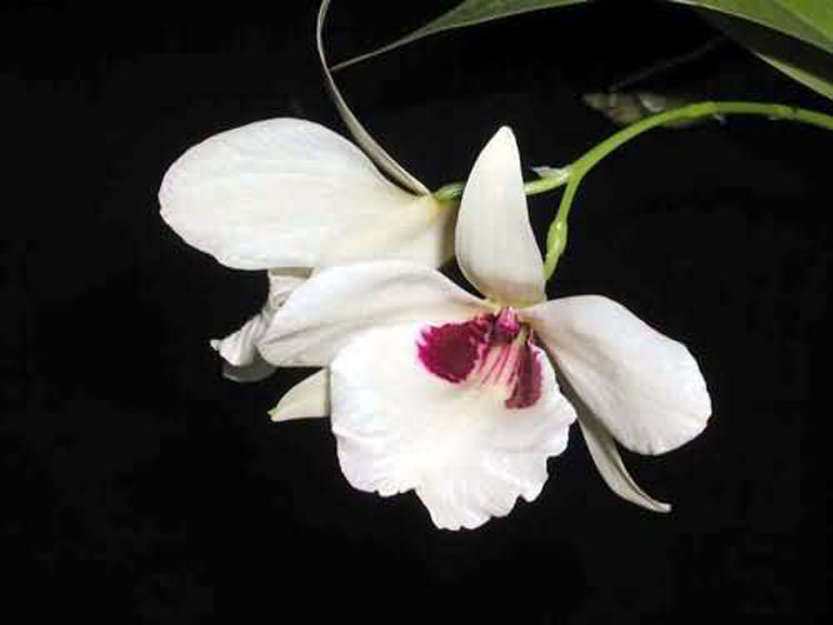 Dendrobium albosanguineum 3