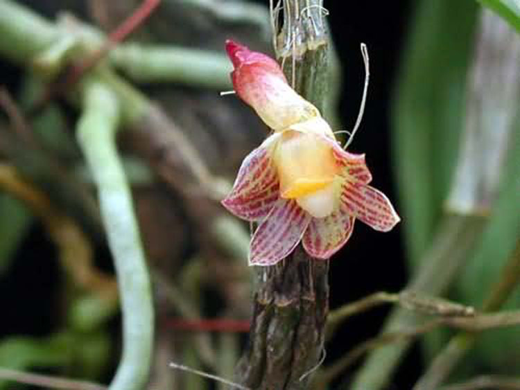 Dendrobium alterum