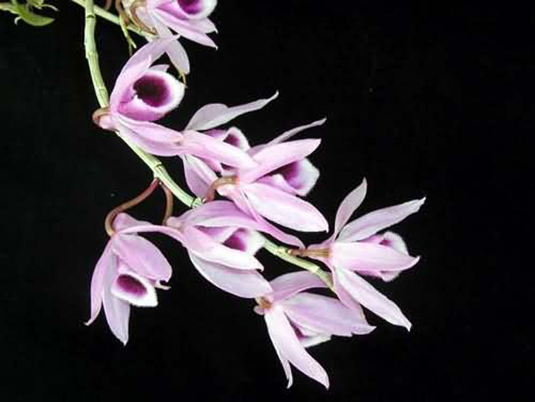 Dendrobium annosmum 1