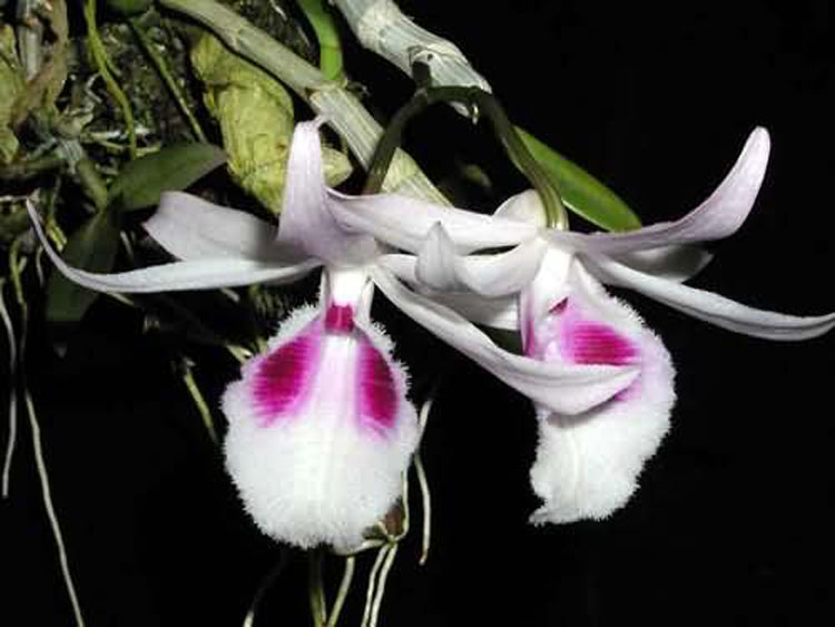 Dendrobium annosmum thailand 1
