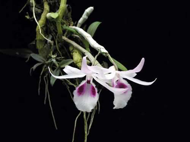 Dendrobium annosmum thailand 2