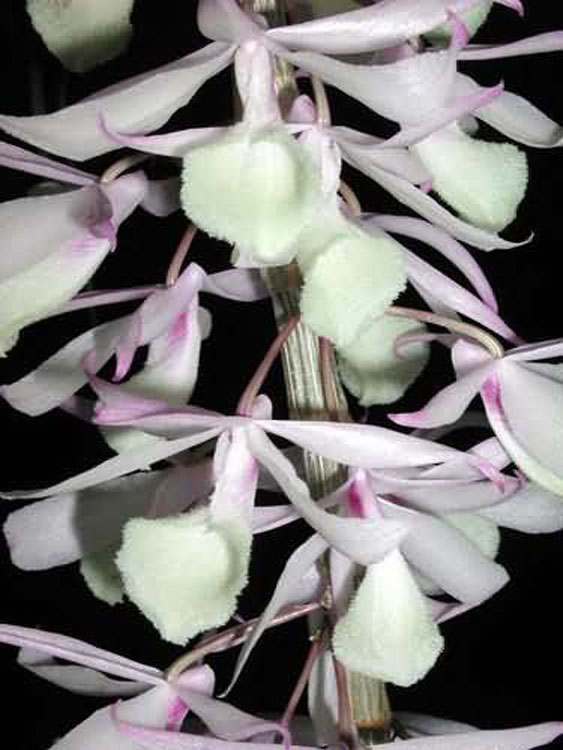 Dendrobium aphyllum 4