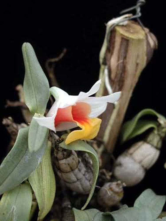 Dendrobium bellatulum 2