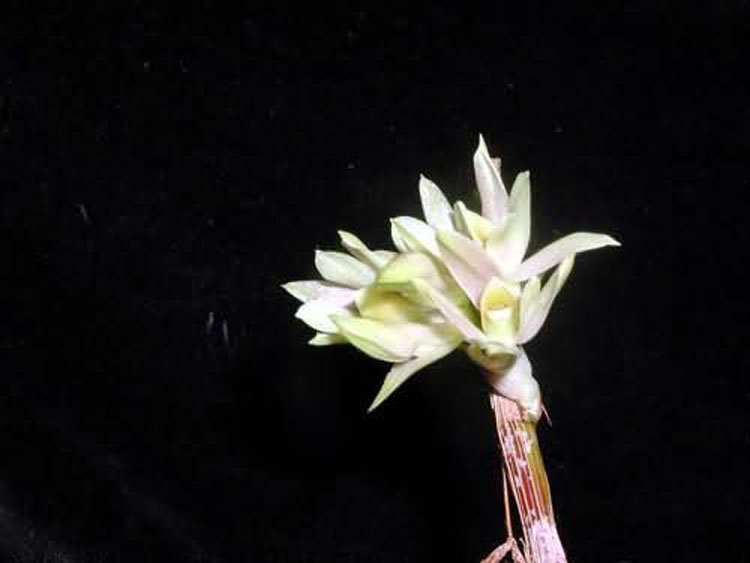 Dendrobium bracteosum 1