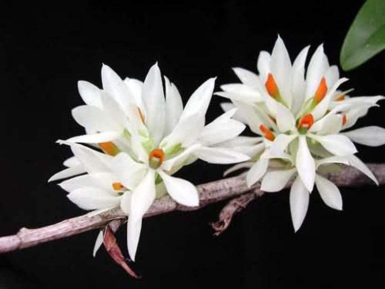 Dendrobium bracteosum var alba 1