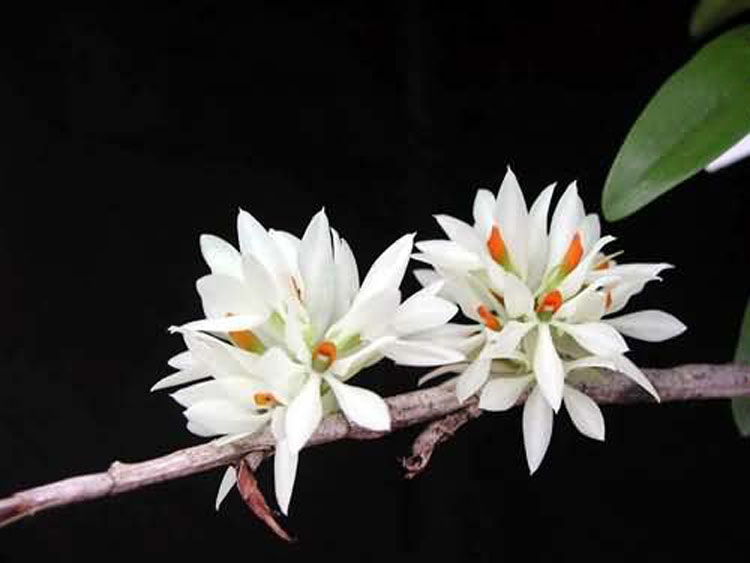 Dendrobium bracteosum var alba