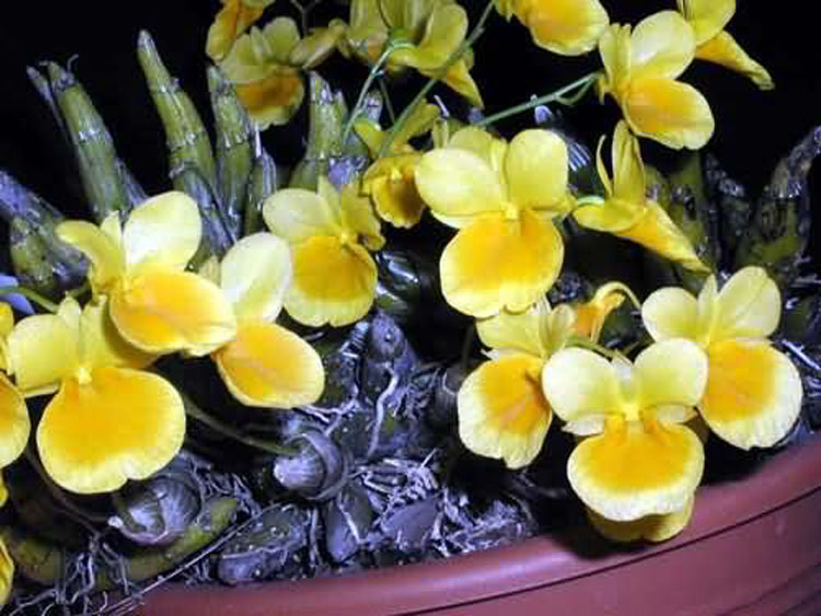 Dendrobium capillipes 1
