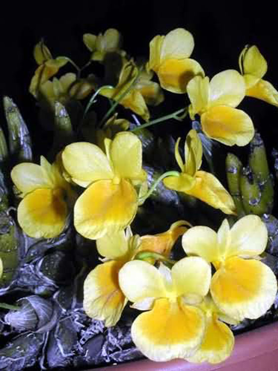 Dendrobium capillipes 3