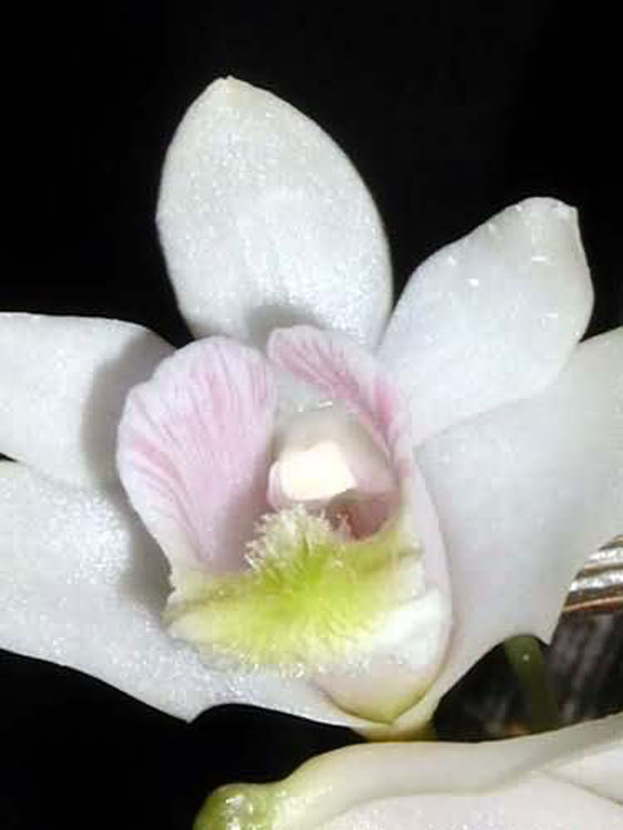 Dendrobium chitimiae 4