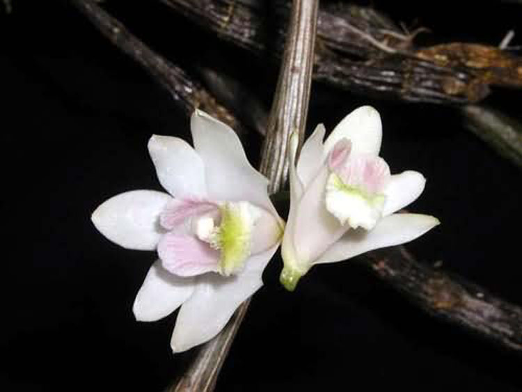 Dendrobium chitimiae