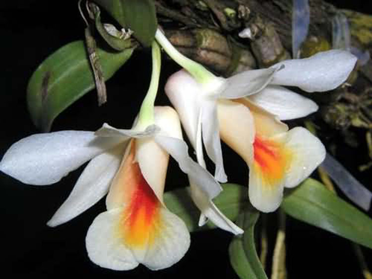 Dendrobium chrystianum 5
