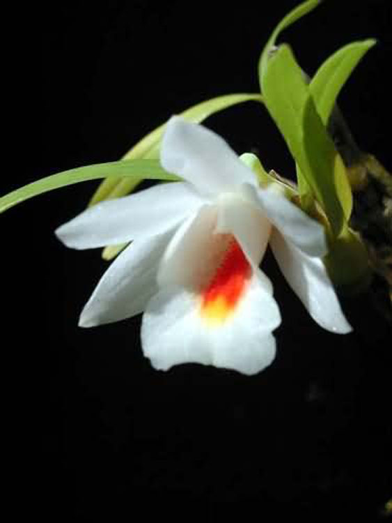 Dendrobium chrystianum
