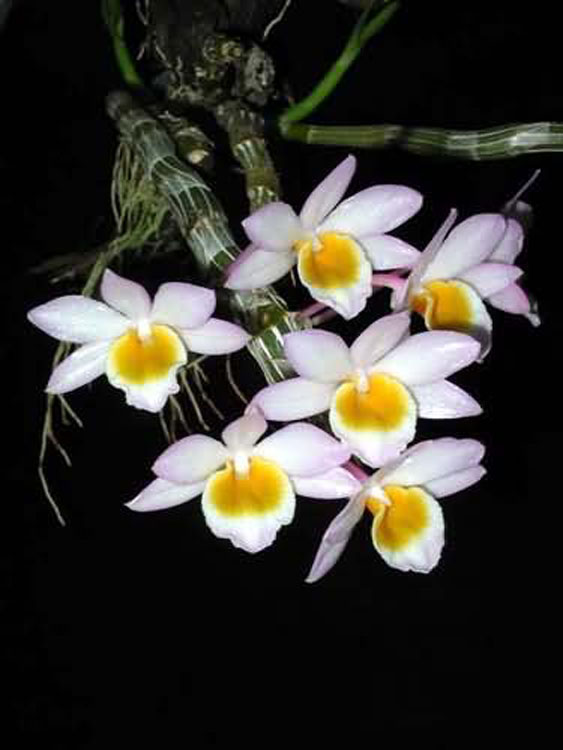 Dendrobium crepidatum 2