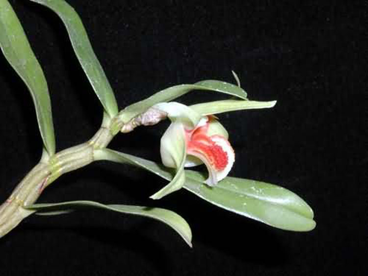 Dendrobium cruentum 2