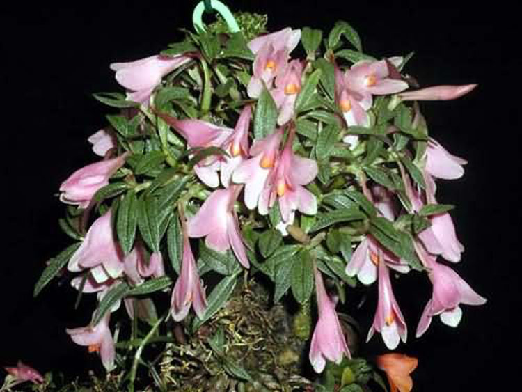 Dendrobium cuthbertsonii 0
