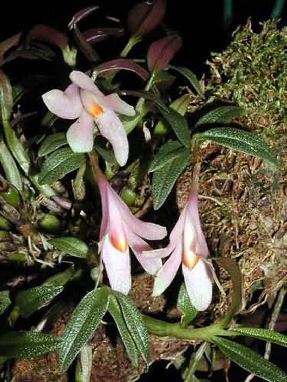 Dendrobium cuthbertsonii 3