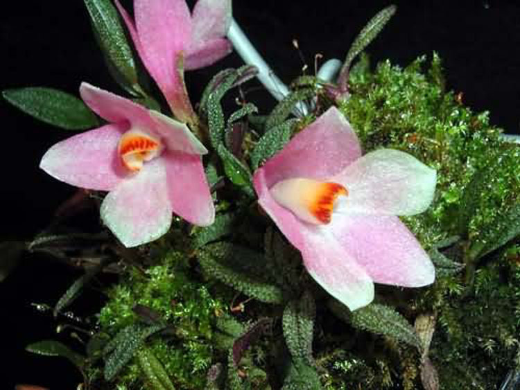 Dendrobium cuthbertsonii pink 1