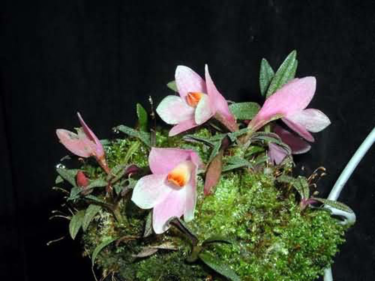 Dendrobium cuthbertsonii pink 2