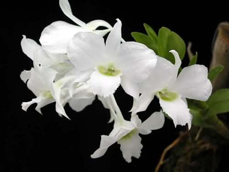 Dendrobium dearei 3