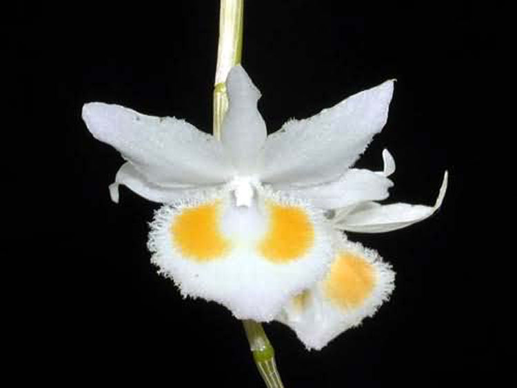 Dendrobium devoniamum album