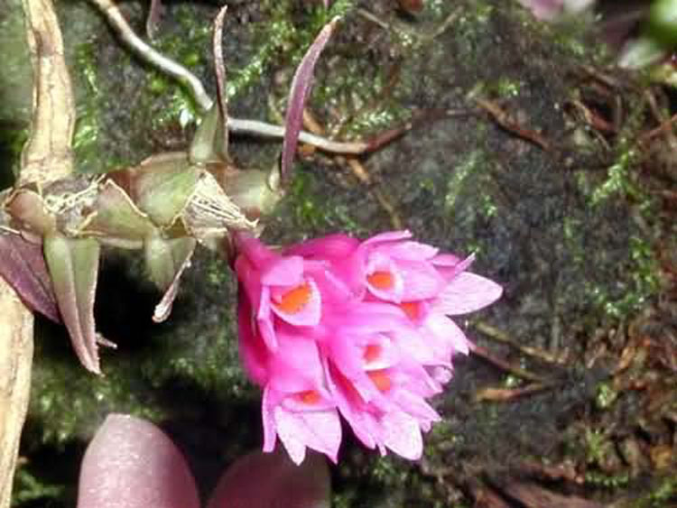 Dendrobium dichoides 2