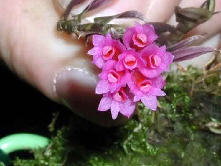 Dendrobium dichoides
