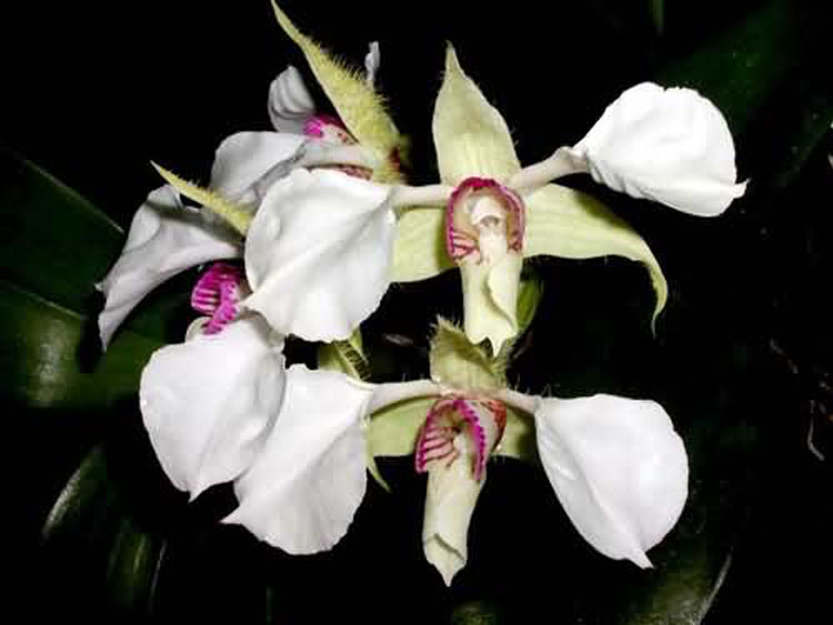 Dendrobium eximium 1