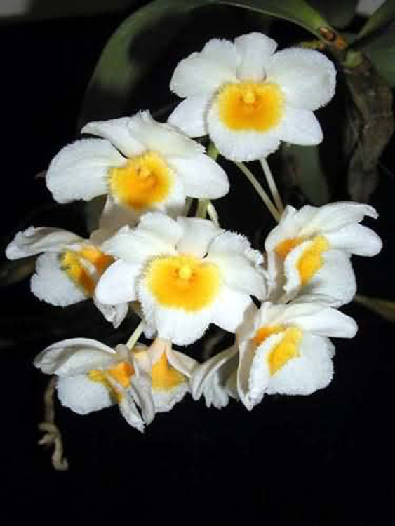 Dendrobium farmeri 3