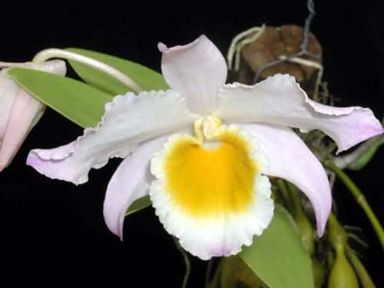 Dendrobium findlayanum 3