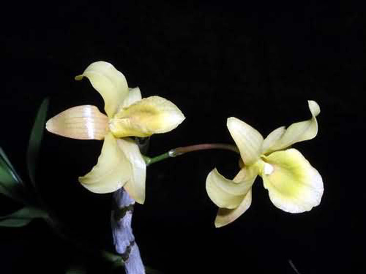 Dendrobium friederiksianum 3