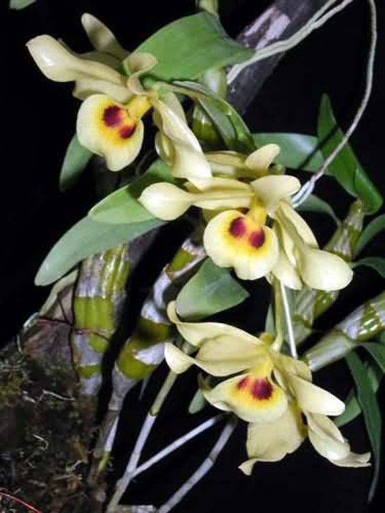 Dendrobium friederiksianum