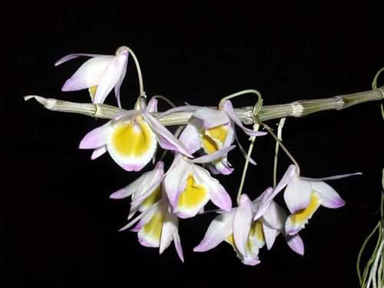 Dendrobium gratiotissimum 1