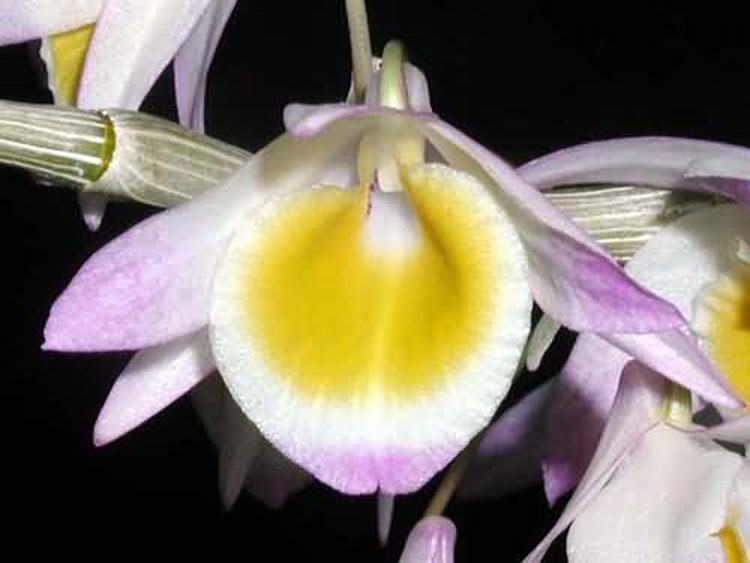 Dendrobium gratiotissimum 2