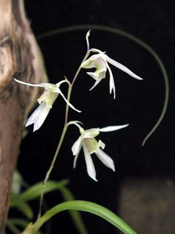 Dendrobium gregulus seidenf. 