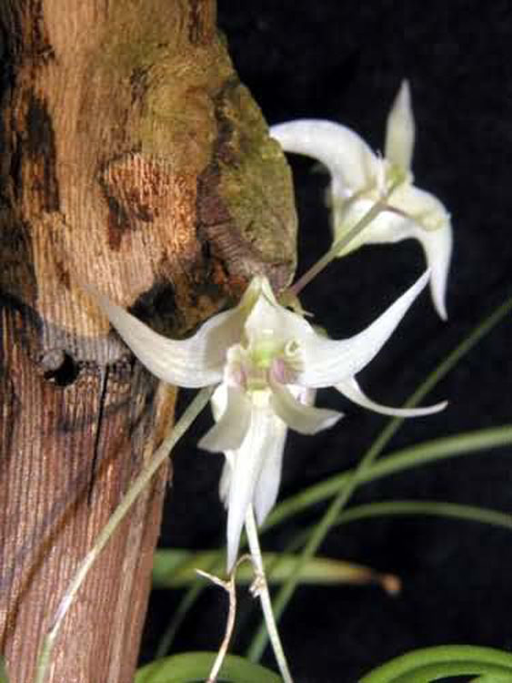 Dendrobium gregulus seidenf. 3