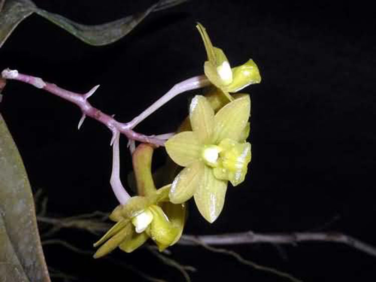 Dendrobium guererroi 1
