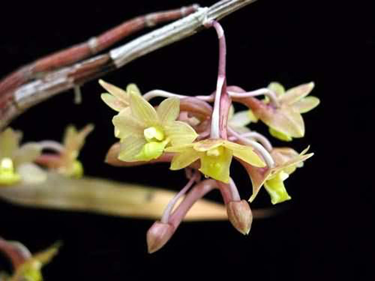 Dendrobium guererroi
