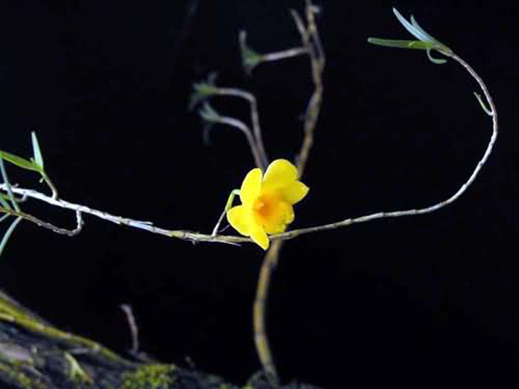 Dendrobium hancockii 2