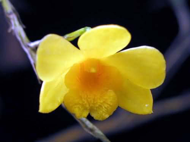 Dendrobium hancockii 3