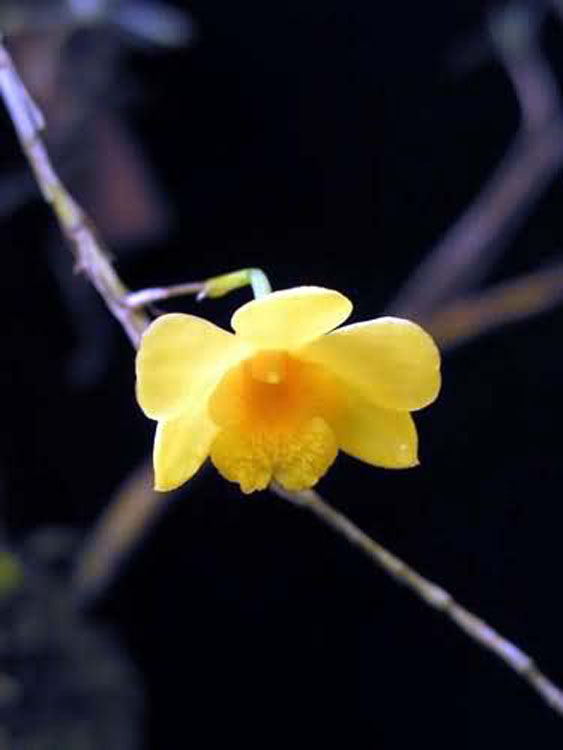 Dendrobium hancockii